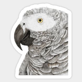 Grey parrot congo african timneh old word bird watercolor Sticker